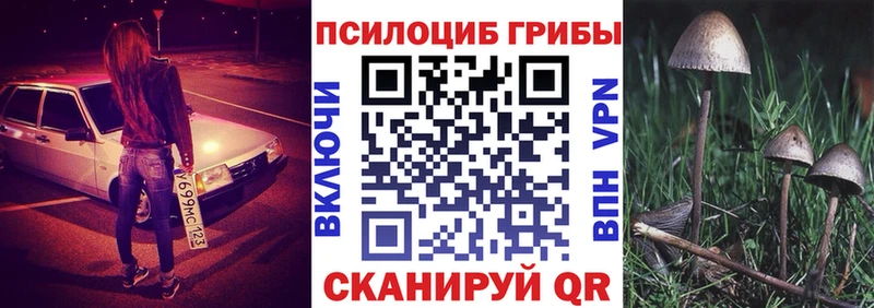 купить наркотики сайты  Новоржев  omg как зайти  Галлюциногенные грибы Psilocybine cubensis 